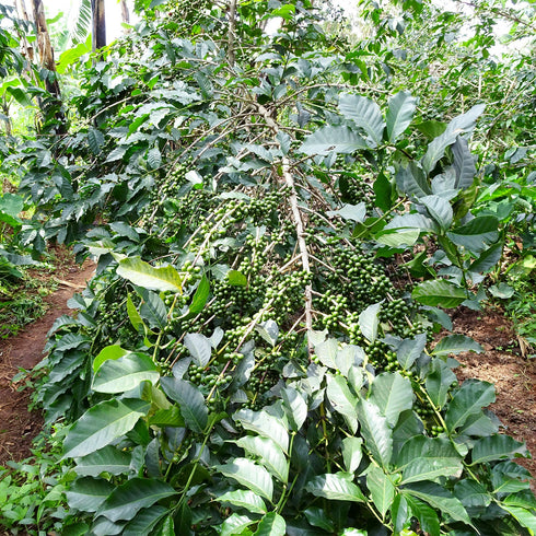 JAS Organic Rwanda Mikoff